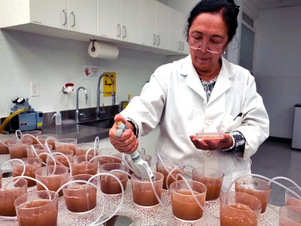 Scientist sampling Artemia in cones