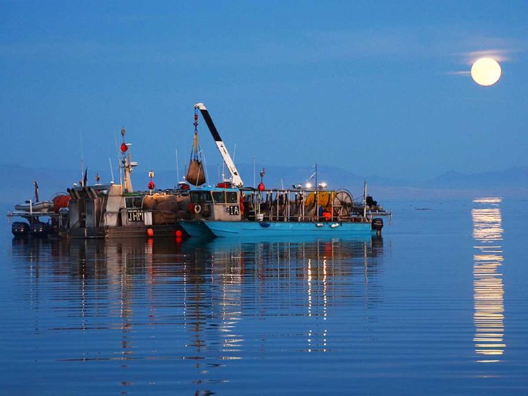 Great Salt Lake Artemia - The Artemia You Can Trust!