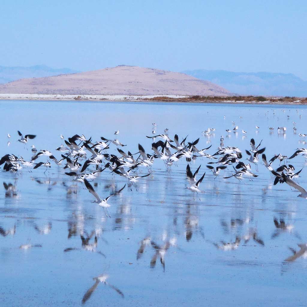 Chim nước trên mặt nước Great Salt Lake