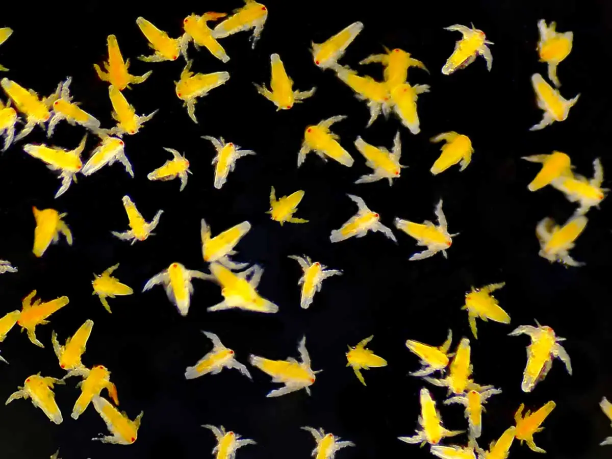 Nauplios amarillos de Artemia