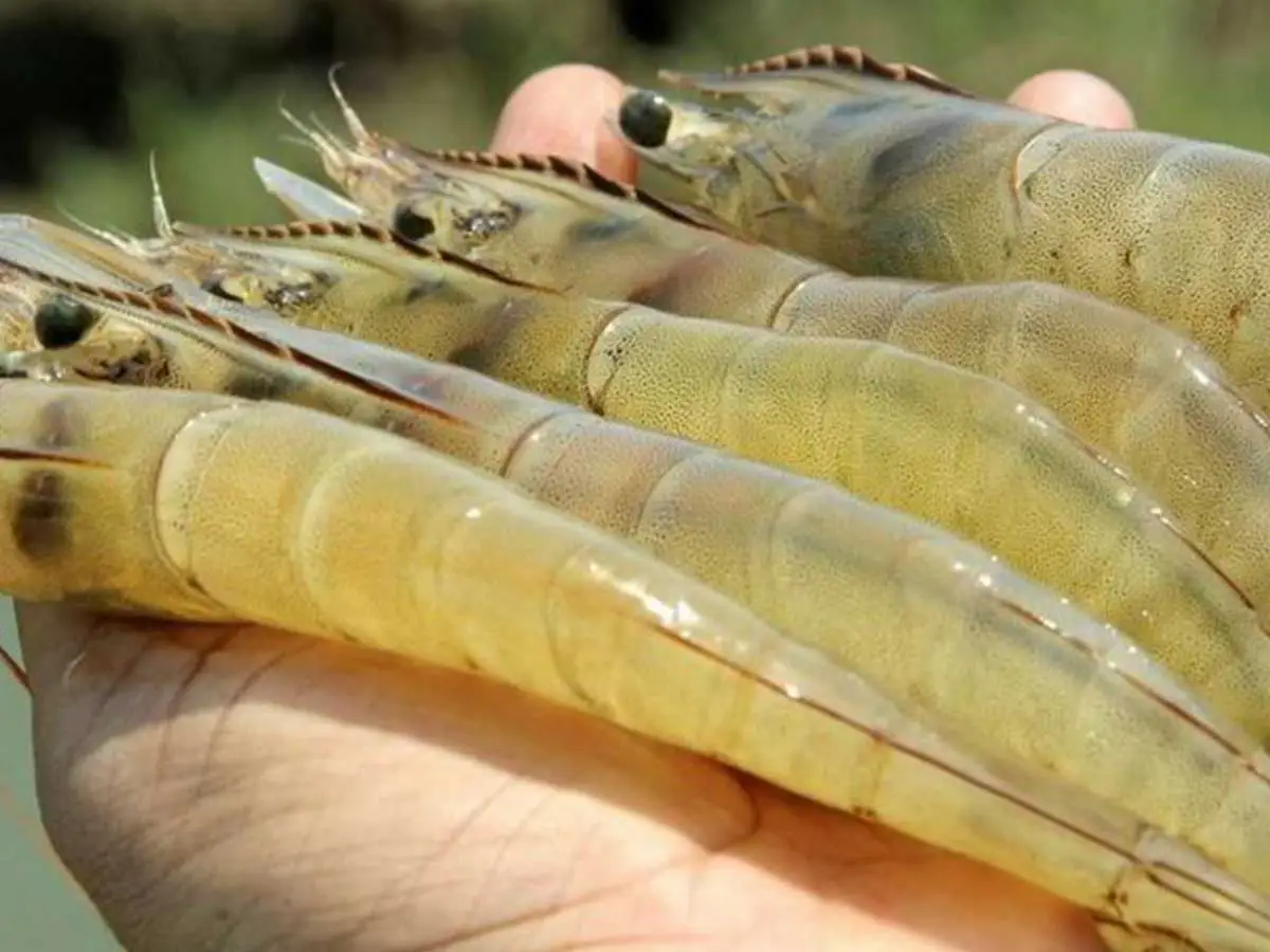 Five large shrimp in hand
