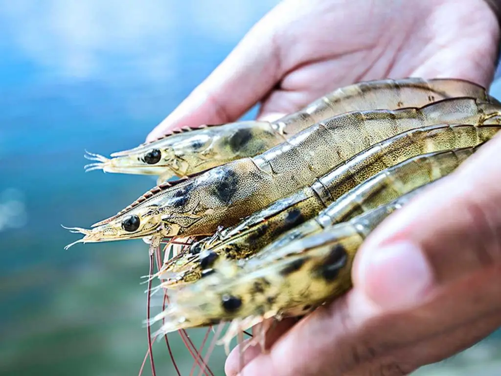 Two hands holding five shrimp