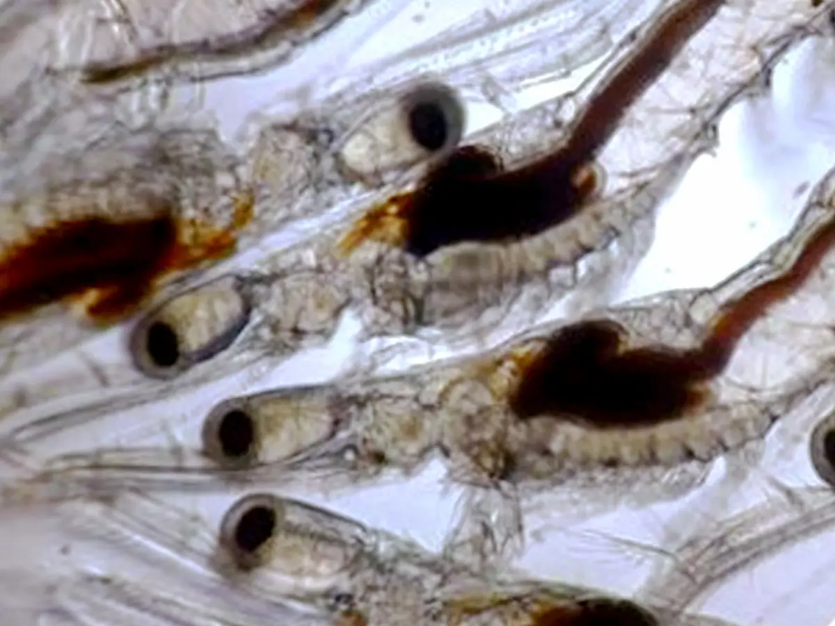 Young shrimp under microscope showing black gut.
