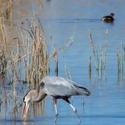 Aves migratorias alimentándose en el Gran Lago Salado