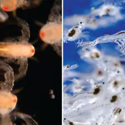 Artemia y camarón de salmuera joven