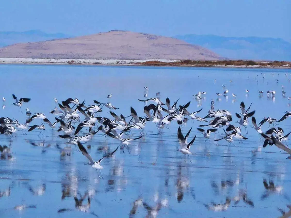Aves acuáticas en las aguas del Gran Lago Salado